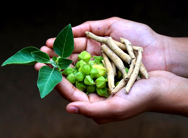 Ashwagandha Benefits